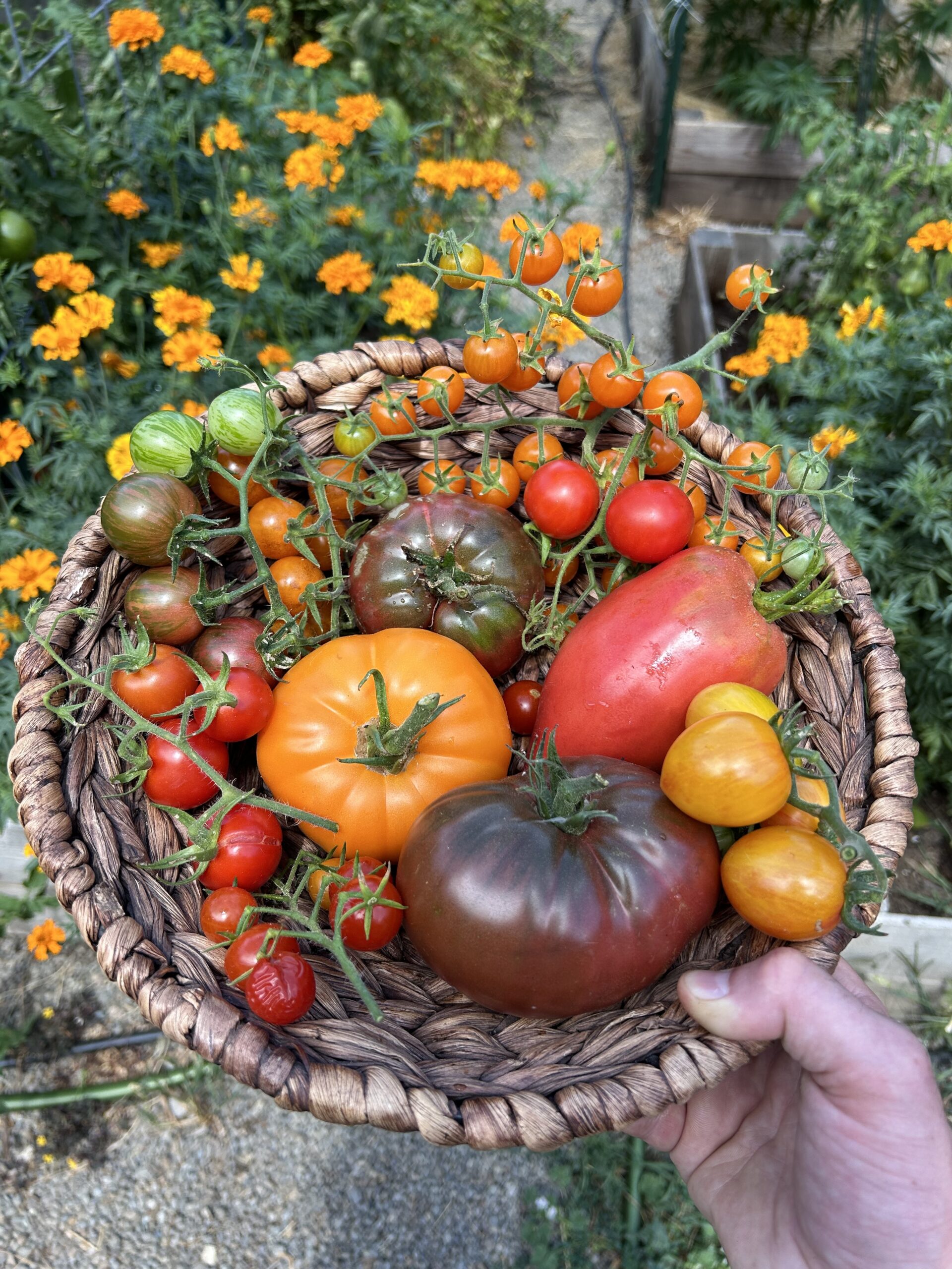 Tomato Basket