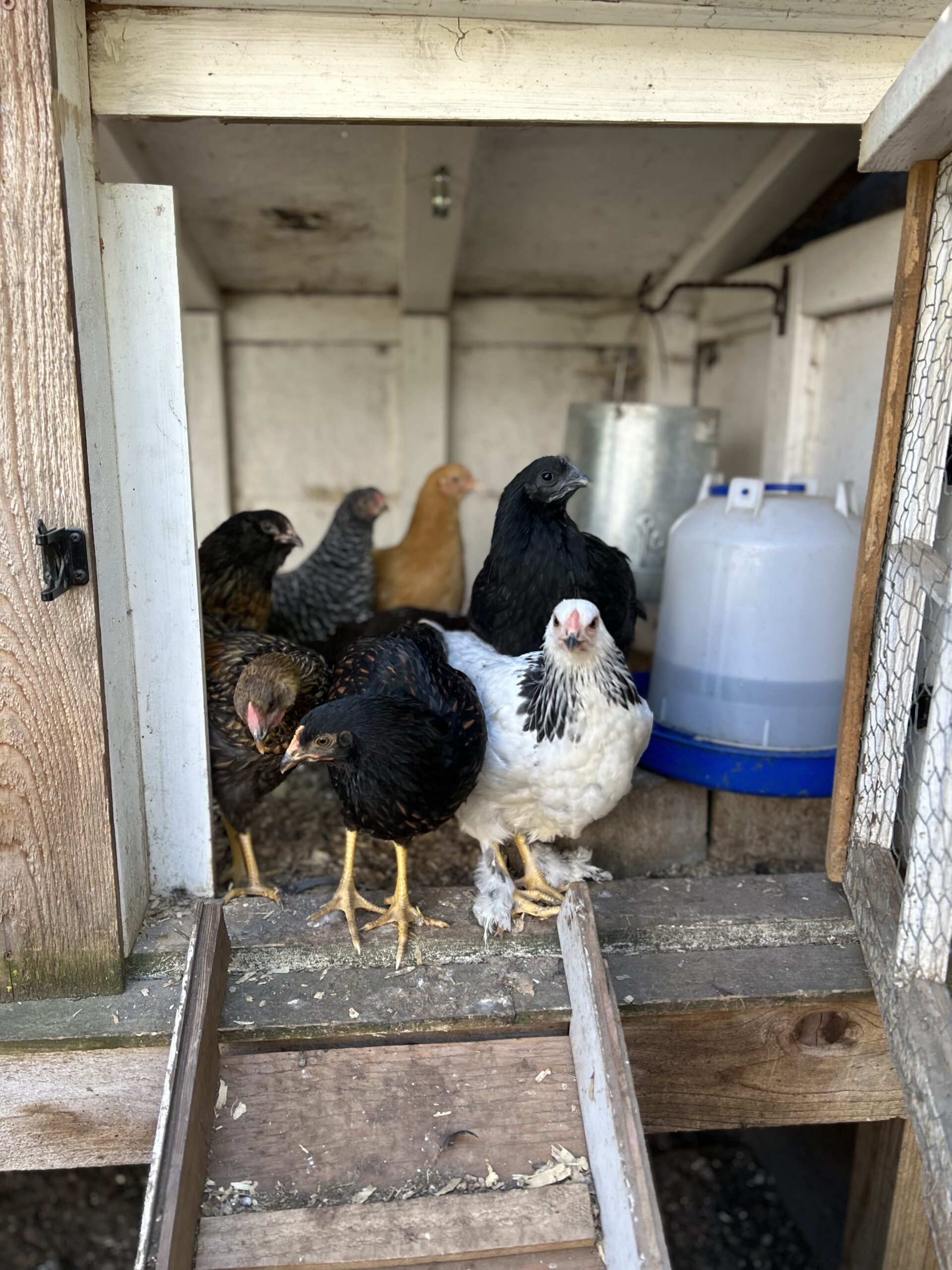 Chickens in coop