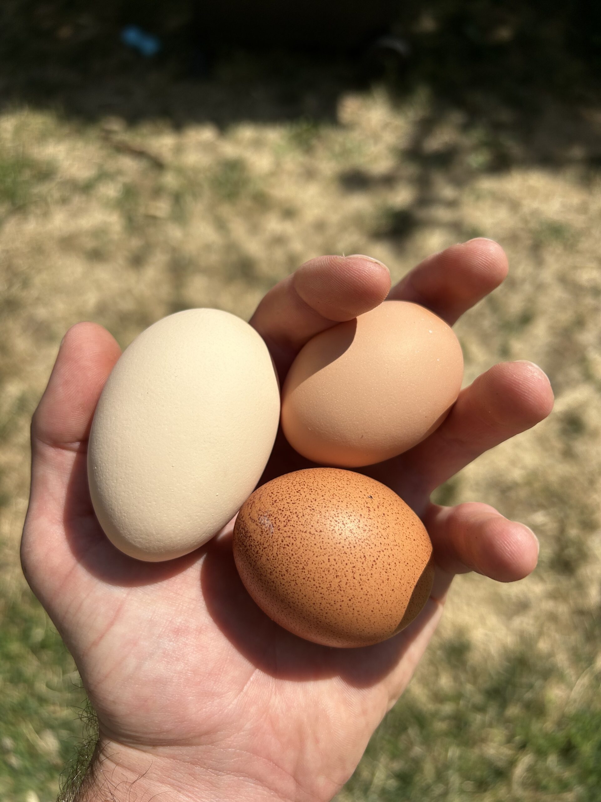 Hand holding three farm fresh eggs