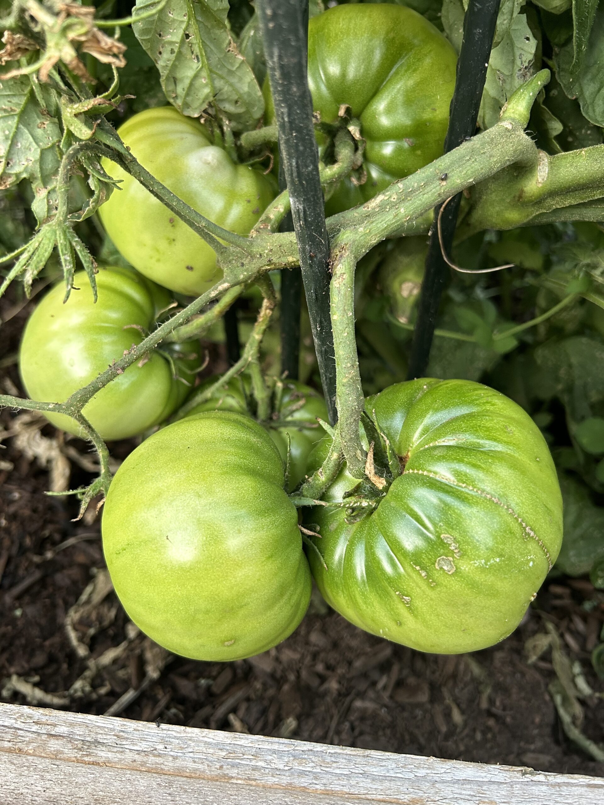 Green Tomato Plant