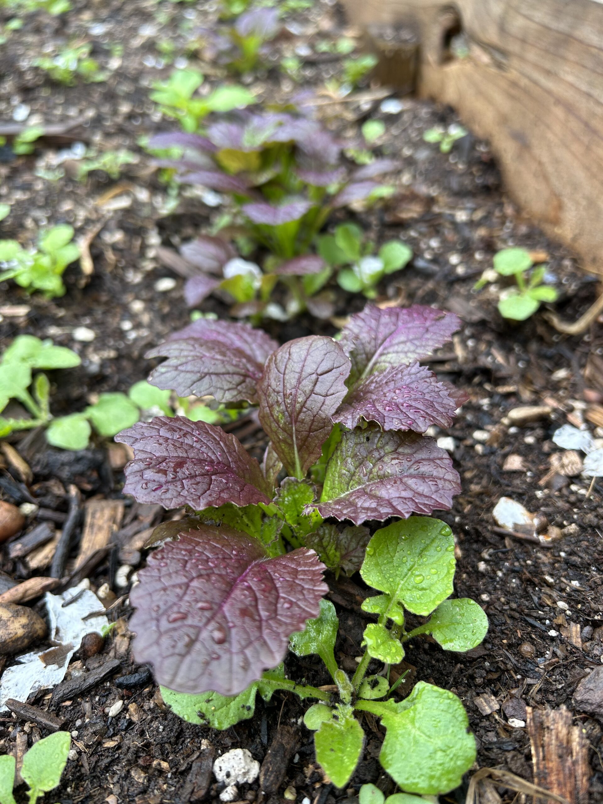 Lettuce plant