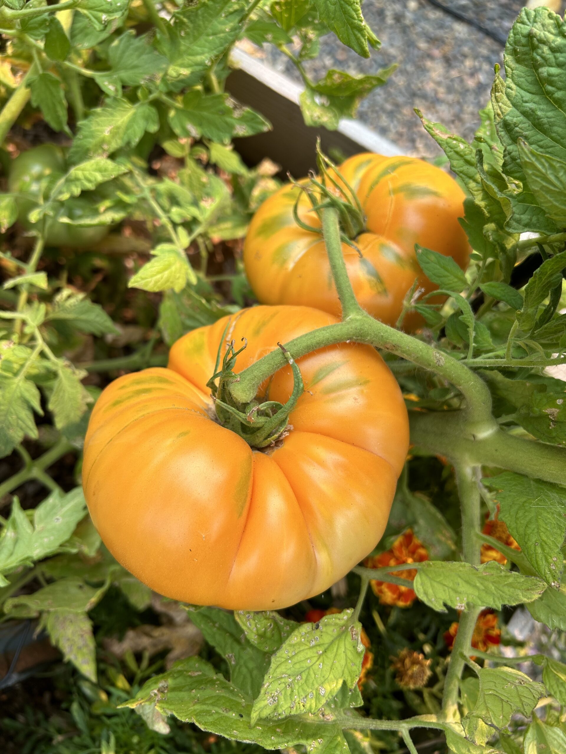 Orange Tomatoes