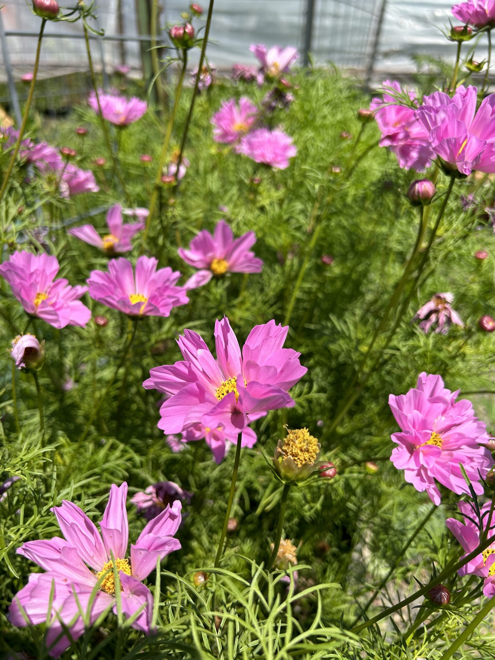Pink Flowers