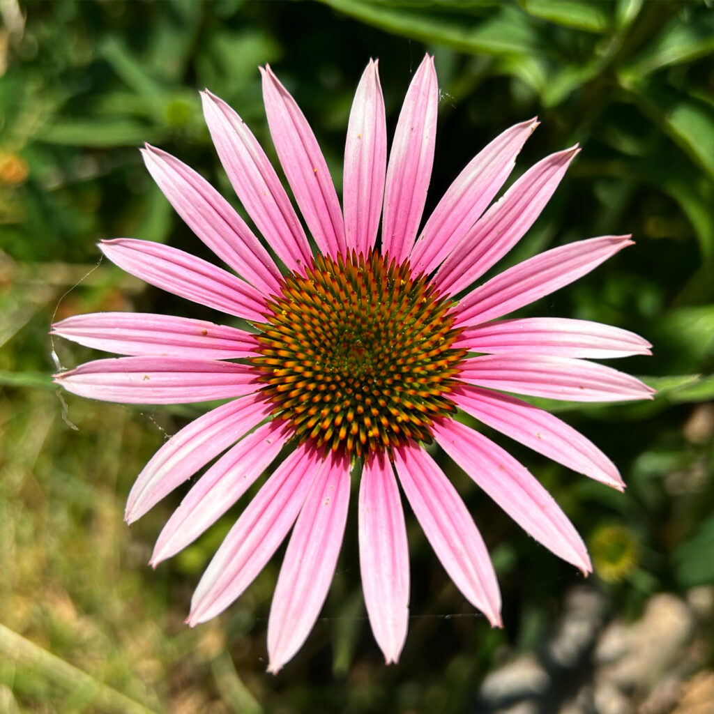 Pink flower