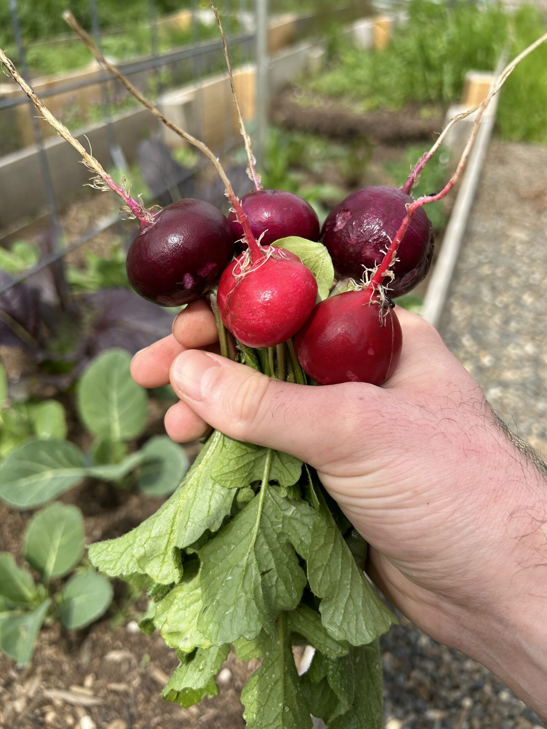 Red Radishes being held