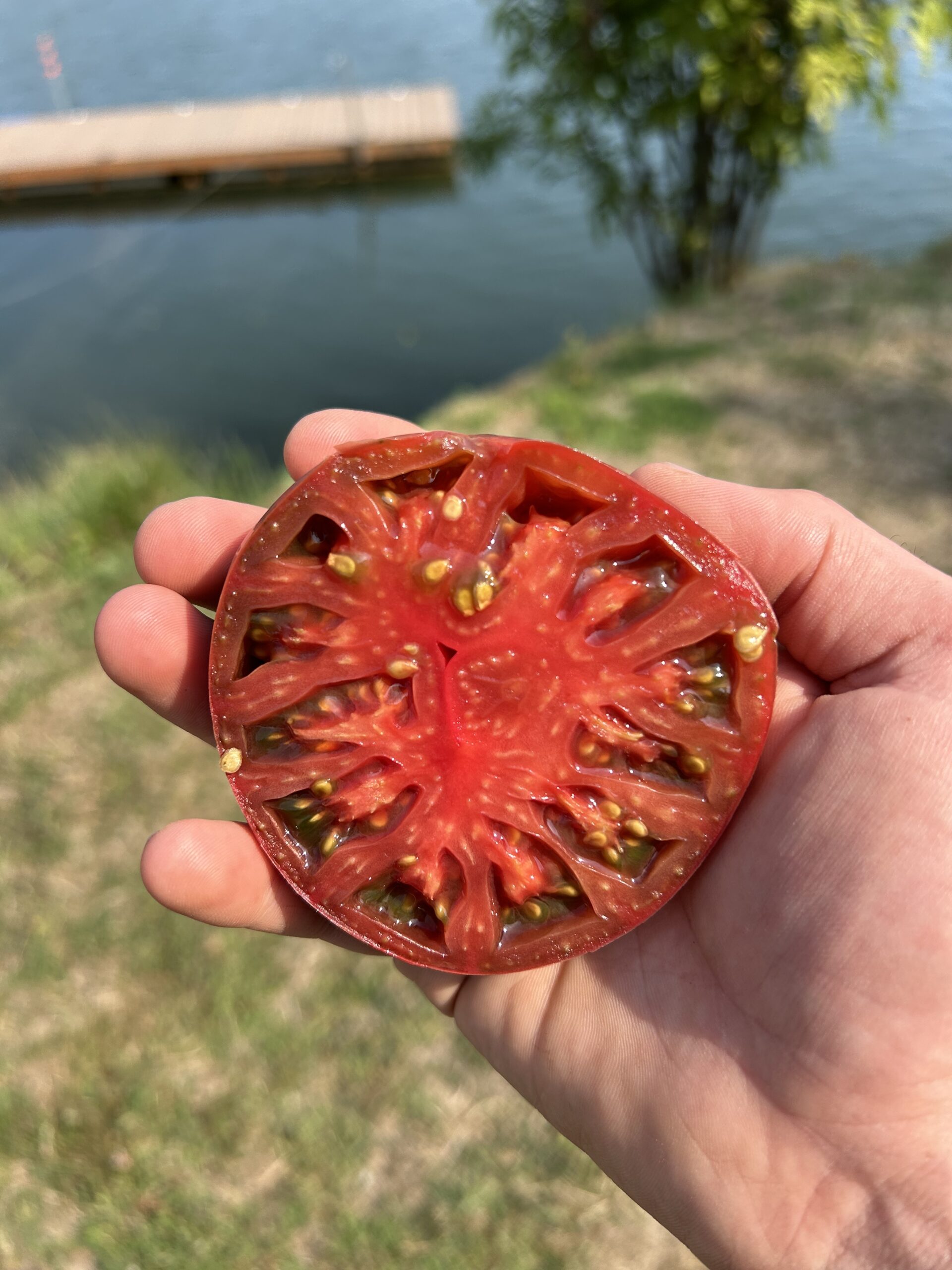 Sliced Tomato
