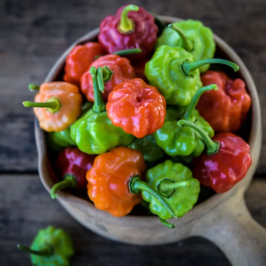 pepperSweetBonnet